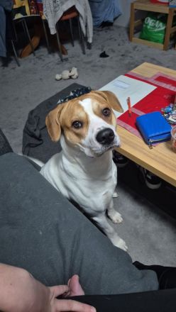 Charlie sucht ein neues Zuhause