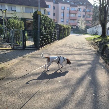 Charlie sucht ein neues Zuhause
