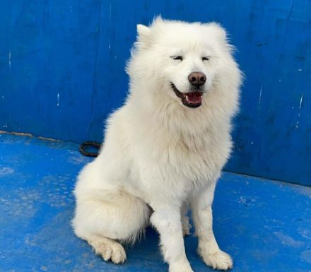 Über Vicky die Stolze