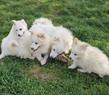 Samojeden-Mix-Hündin Bluebell