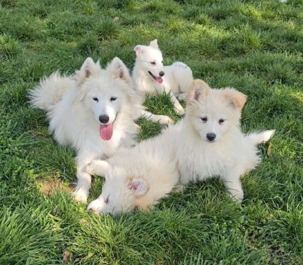 Samojeden-Mix-Hündin Bluebell