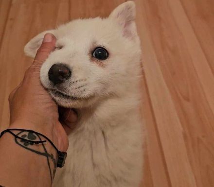 Samojeden-Mix-Hündin Bluebell