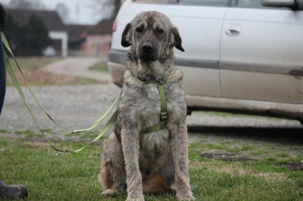 Ayko sucht liebevolle Familie .....