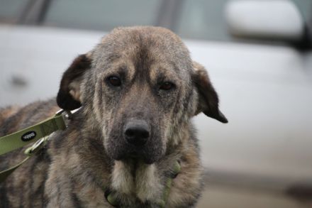 Ayko sucht liebevolle Familie .....