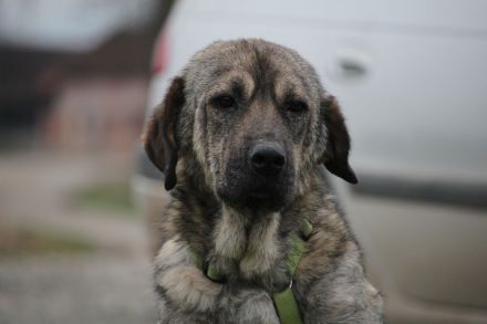 Ayko sucht liebevolle Familie .....