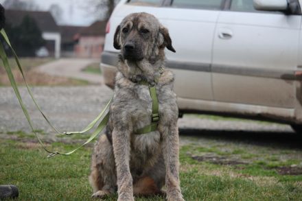 Ayko sucht liebevolle Familie .....