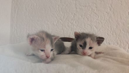 Reinrassige brush Sphynx Kitten Mädchen