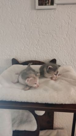 Reinrassige brush Sphynx Kitten Mädchen