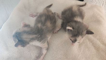 Reinrassige brush Sphynx Kitten Mädchen