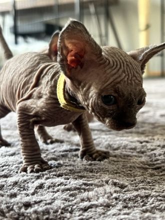 🐾 Sphynx Kitten suchen ein liebevolles Zuhause 🐾