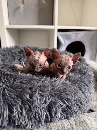 🐾 Sphynx Kitten suchen ein liebevolles Zuhause 🐾