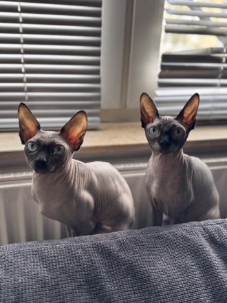 🐾 Sphynx Kitten suchen ein liebevolles Zuhause 🐾