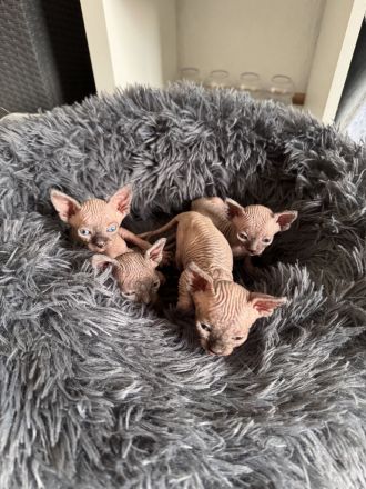 🐾 Sphynx Kitten suchen ein liebevolles Zuhause 🐾