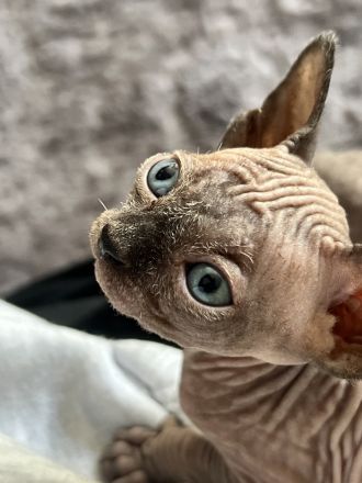🐾 Sphynx Kitten suchen ein liebevolles Zuhause 🐾