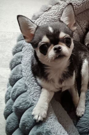 Chihuahua Welpe kurzhaar Mini in Husky Färbung NICHT FÜR DIE ZUCHT