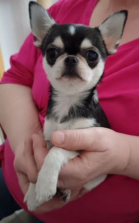 Chihuahua Welpe kurzhaar Mini in Husky Färbung NICHT FÜR DIE ZUCHT