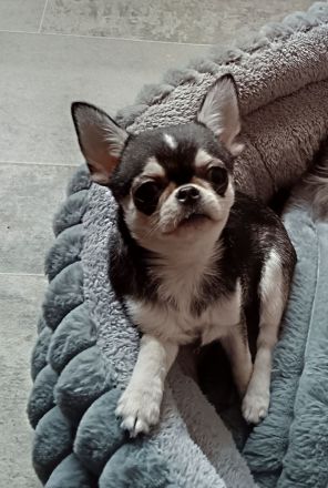 Chihuahua Welpe kurzhaar Mini in Husky Färbung NICHT FÜR DIE ZUCHT