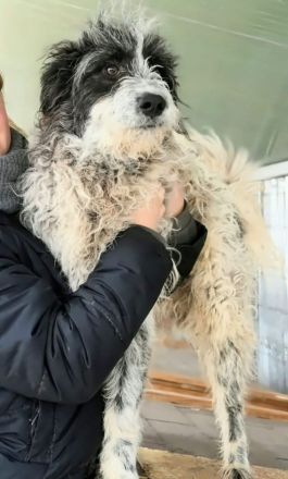 Kalle sucht sein Für-immer-Zuhause