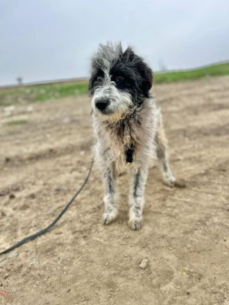 Kalle sucht sein Für-immer-Zuhause