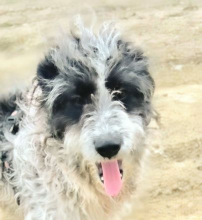 Kalle sucht sein Für-immer-Zuhause