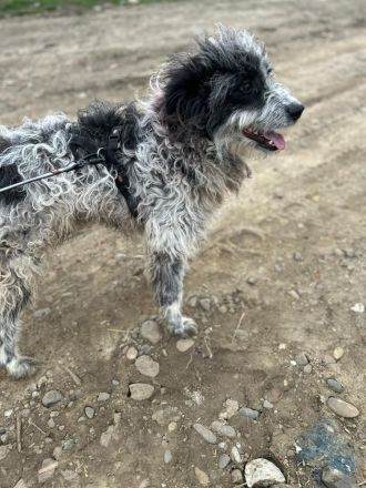 Kalle sucht sein Für-immer-Zuhause