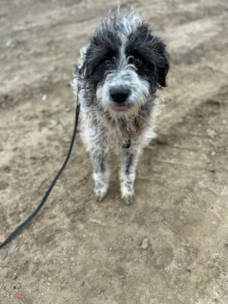 Kalle sucht sein Für-immer-Zuhause