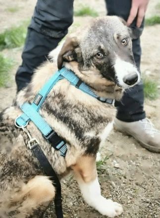 Anouk sucht sein Für-immer-Zuhause