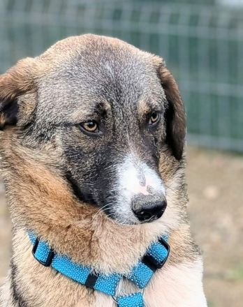 Anouk sucht sein Für-immer-Zuhause