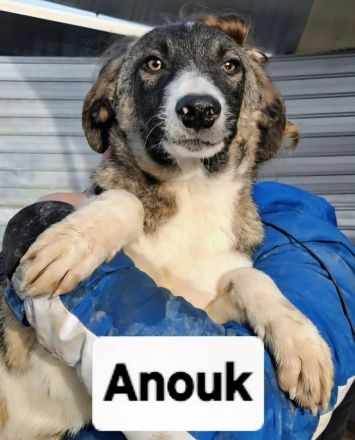 Anouk sucht sein Für-immer-Zuhause