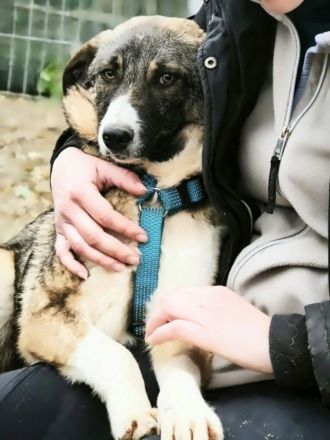 Anouk sucht sein Für-immer-Zuhause