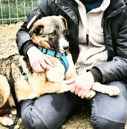 Anouk sucht sein Für-immer-Zuhause