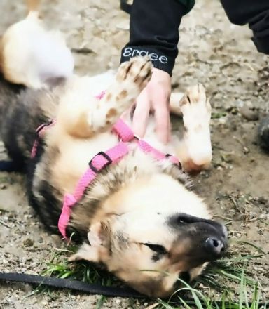 Tilly sucht ihr Für-immer-Zuhause