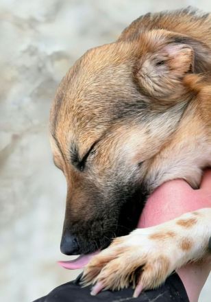 Tilly sucht ihr Für-immer-Zuhause