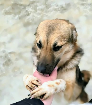 Tilly sucht ihr Für-immer-Zuhause