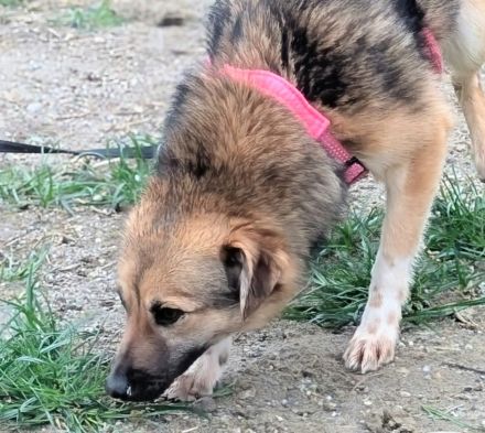 Tilly sucht ihr Für-immer-Zuhause