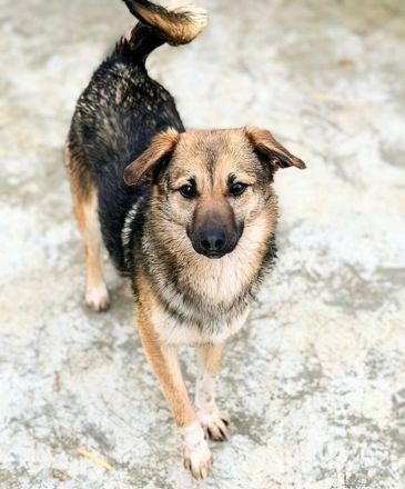 Tilly sucht ihr Für-immer-Zuhause