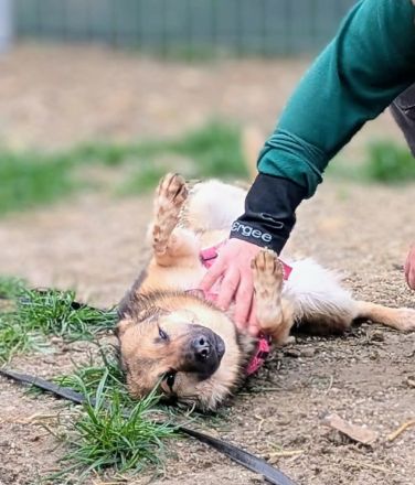 Tilly sucht ihr Für-immer-Zuhause