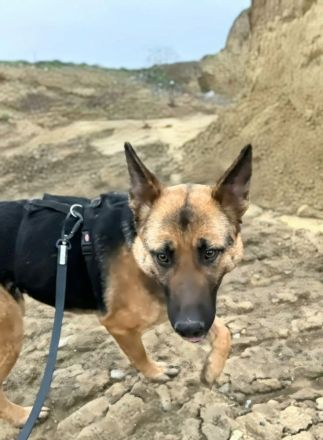 Briska sucht ihr Für-immer-Zuhause