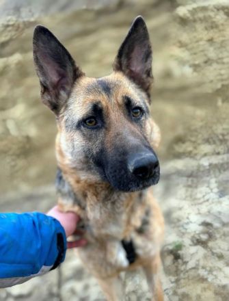 Briska sucht ihr Für-immer-Zuhause