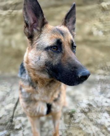 Briska sucht ihr Für-immer-Zuhause