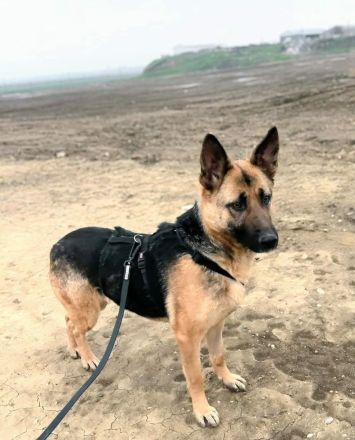 Briska sucht ihr Für-immer-Zuhause