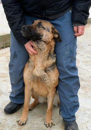 Briska sucht ihr Für-immer-Zuhause