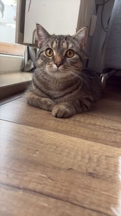 12 Monate junger BHK mix Kater