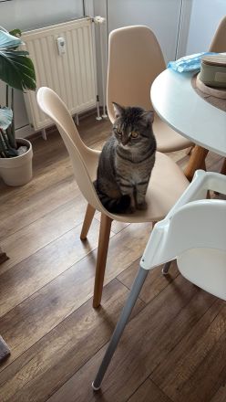 12 Monate junger BHK mix Kater