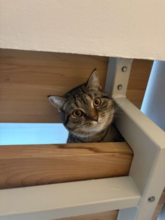 12 Monate junger BHK mix Kater