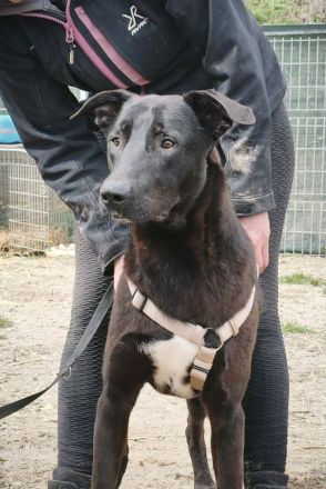 Dunncan sucht sein Für-immer-Zuhause