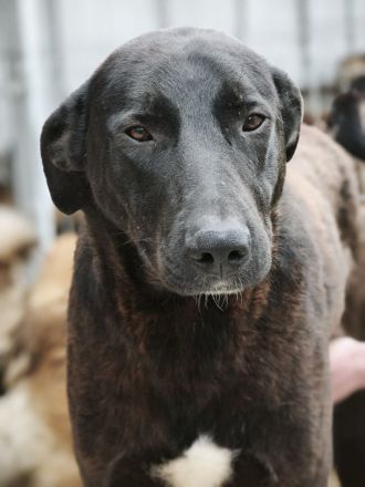 Dunncan sucht sein Für-immer-Zuhause