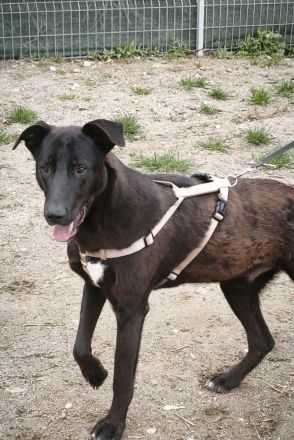 Dunncan sucht sein Für-immer-Zuhause