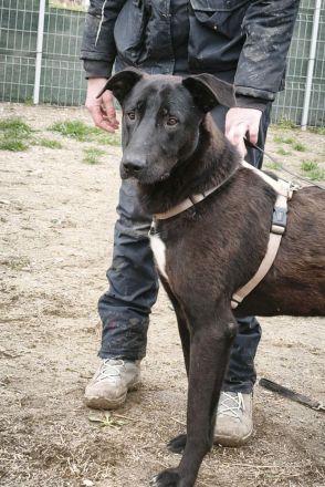 Dunncan sucht sein Für-immer-Zuhause