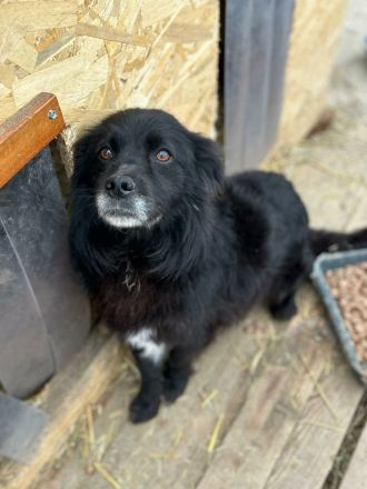 Chewbacca sucht sein Für-immer-Zuhause